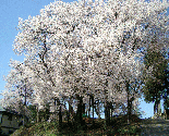 綺麗な写真　地域情報net　飛騨高山中橋春の綺麗な桜