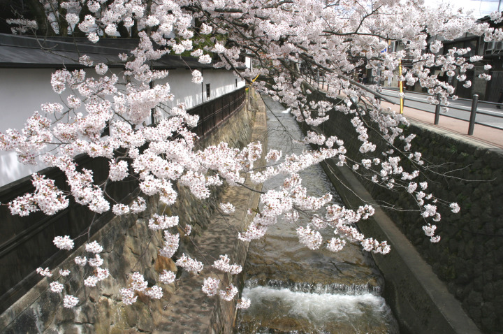 飛騨高山　江名子川から桜の写真2