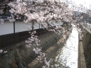 江名子川の桜の写真