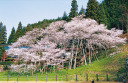 臥龍桜の写真