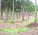 花の森・四十八滝山野草花園のクリンソウ
