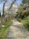 北山の桜の写真