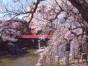 飛騨高山中橋春の綺麗な桜　　春の桜と中橋