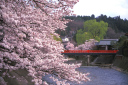飛騨高山中橋春の綺麗な桜　　春の桜と中橋
