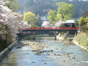 春の桜と中橋　飛騨高山中橋春の綺麗な桜