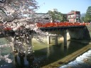 飛騨高山中橋春の綺麗な桜　春の桜と中橋