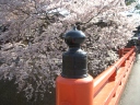 飛騨高山中橋春の綺麗な桜　　春の桜と中橋のたもと