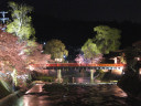 中橋のライトアップ　　飛騨高山中橋春の綺麗な桜