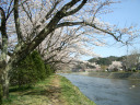 緑地公園の桜の写真