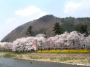 桜の公園の桜の写真