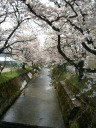 すのり川の桜の写真