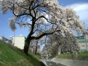 すのり川の桜の写真